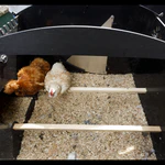 Nestera House Large afbeelding 9