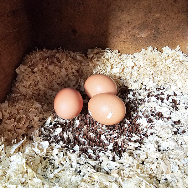 Nestmatje bruin afbeelding 2