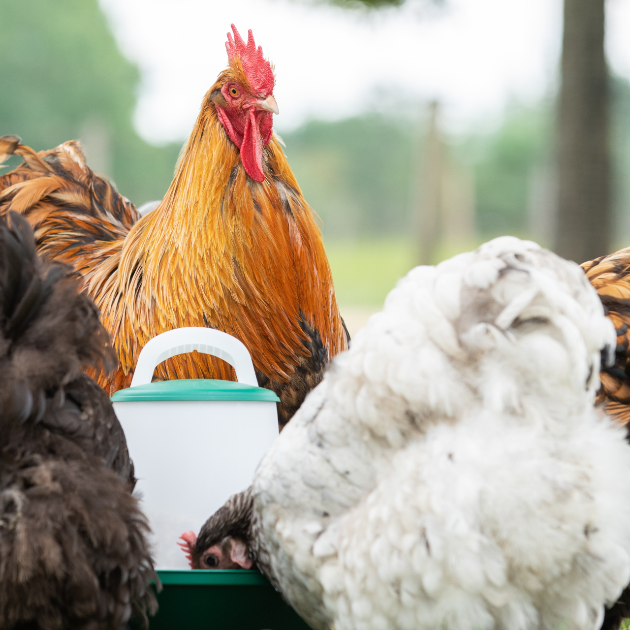 Voersilo 2-level 3 KG Groen afbeelding 3